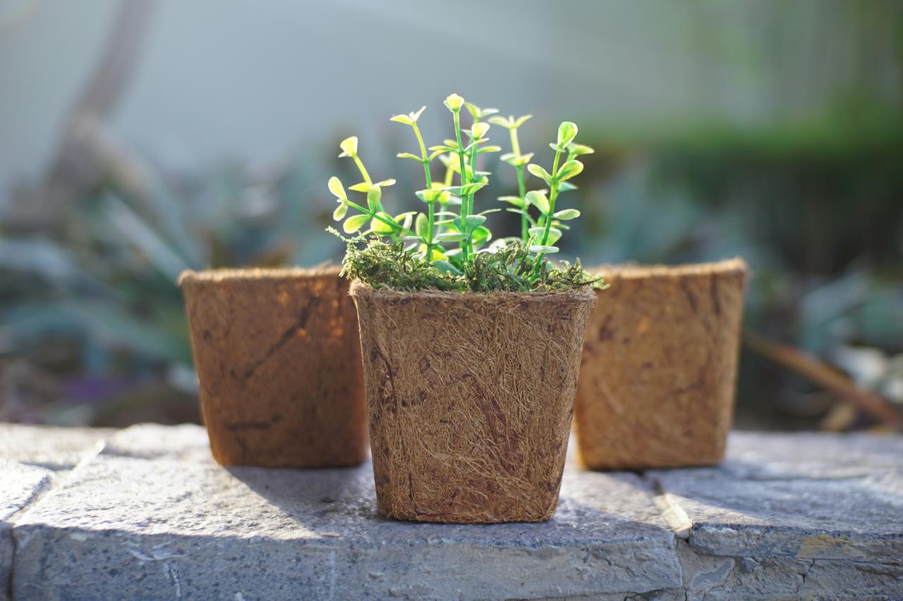 Coir fibre pots with plants